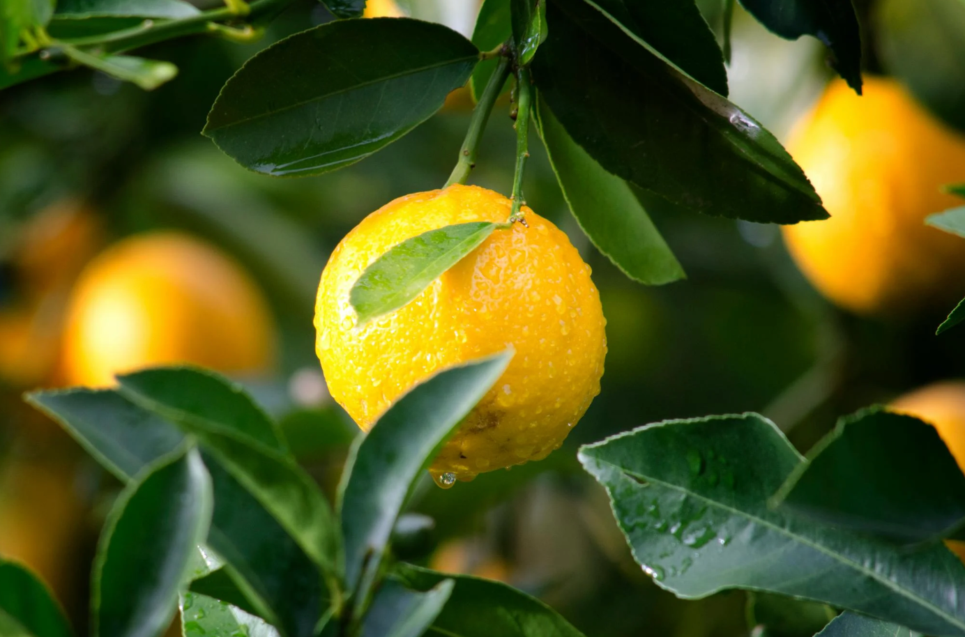 Vitamine C bij collageenvorming